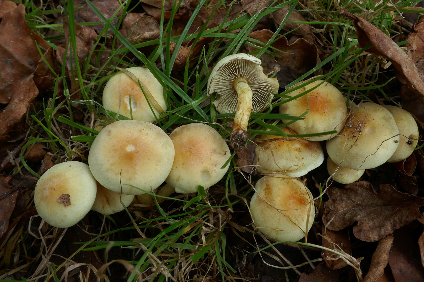 Hypholoma fasciculare  by Jackie Ewan